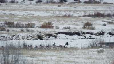 The wapitis' night ambush
was a success. - Epic Yellowstone