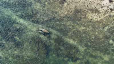 The warm waters they need to survive
come from an unusual source. - Seven Worlds, One Planet