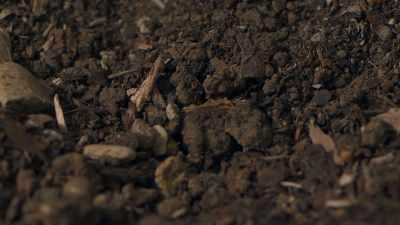 The wasp's offspring will
bore into the roach's body and - Cosmos: Possible Worlds