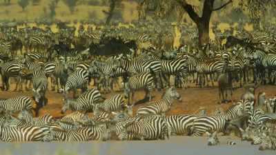The water hole is now teeming
with zebra families. - Serengeti
