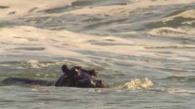 The waves wash away parasites - Our Great National Parks