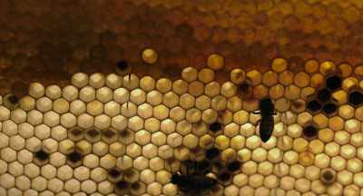 The wax combs
that the bees live in, - The Pollinators