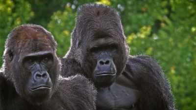 - The way that they
work is there will be - Secrets of the Sasquatch