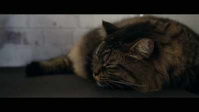 The way Toodles happened, - Cat Daddies