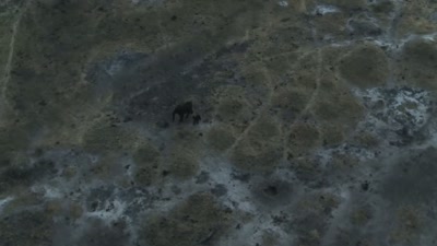 'The weakened cousin and his mother - A Year on Planet Earth