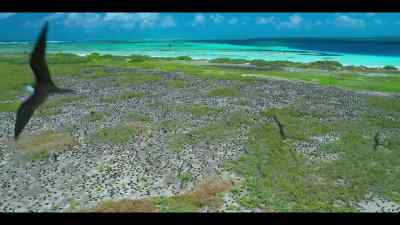 The week the ground-nesting terns
learn to fly. - Our Oceans
