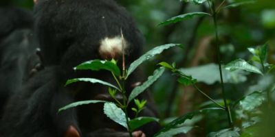 The western group might be smaller... - Chimp Empire