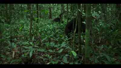 The western males are deep inside the central territory. - Chimp Empire