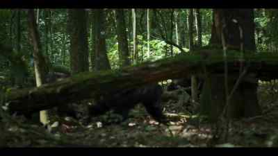 The westerners are pushing deeper into the central territory. - Chimp Empire