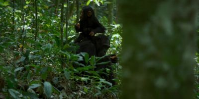 The westerners are spending more and more time here feeding. - Chimp Empire
