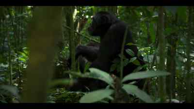 The westerners have been pushed back. - Chimp Empire