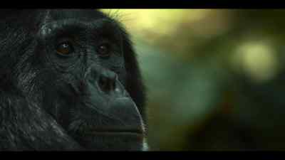 The westerners have had a difficult but successful year. - Chimp Empire