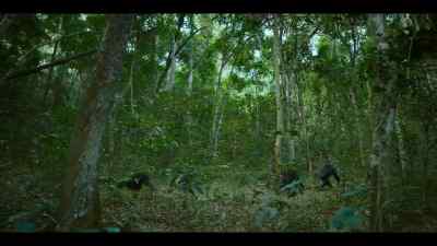 The westerners hunt as a group. - Chimp Empire