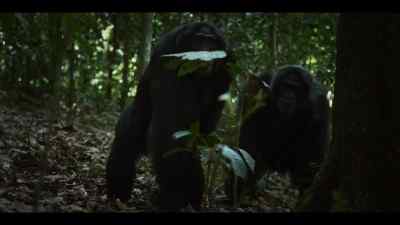 The westerners recognize panic and confusion when they hear it. - Chimp Empire