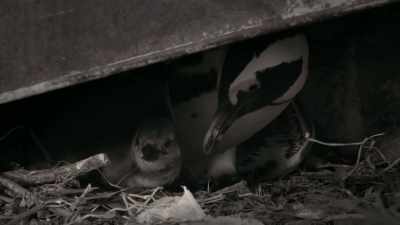 The Wheelbarrows are up late
with the babies. - Penguin Town