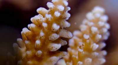 The white color is caused
by corals expelling algae - David Attenborough: A Life on Our Planet