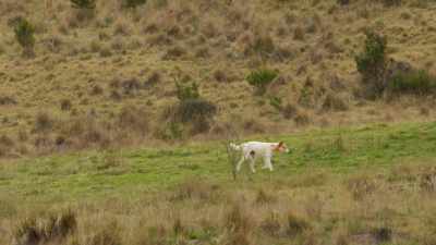 The white dingo has more than one reason
to be so relentless. - Seven Worlds, One Planet