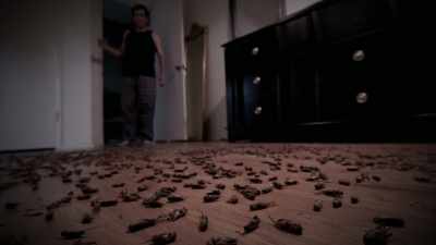 The whole floor was littered
with dead bugs. - The Holzer Files