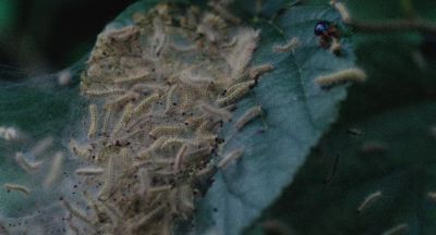 The whole universe - Beasts of the Southern Wild