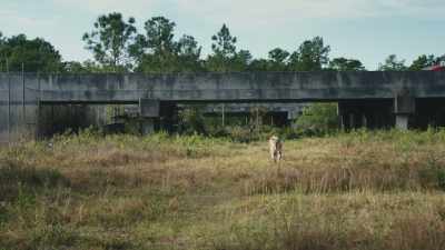 The wildlife corridor is a way - Path of the Panther