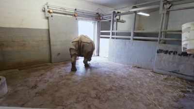 The wilds will be opening up
to visitors soon, - Secrets of the Zoo
