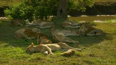 The will to survive drove
Kali back to her family, - Serengeti