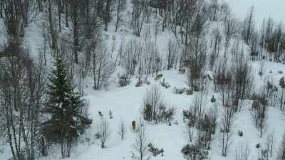 The wolf pack stays together all winter. - Wild Nordic