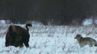 The wolf pack's only chance... - Frozen Planet II