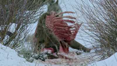 The wolf's ability to hunt - Yellowstone: One-Fifty