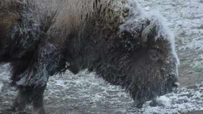 The wolves have little chance - Epic Yellowstone