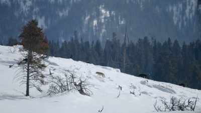 The wolves move
on to high ground - Yellowstone: One-Fifty