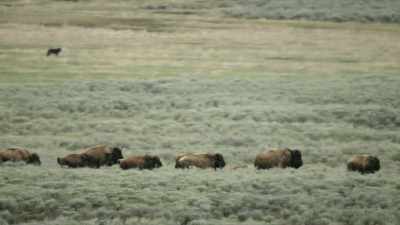 The wolves use a wide range - Yellowstone: One-Fifty