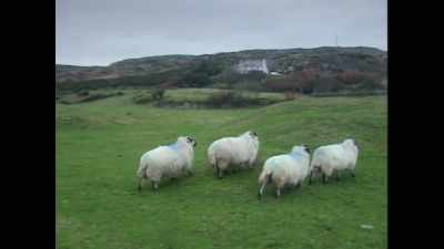 ...the woman picked a home - Sophie: A Murder in West Cork