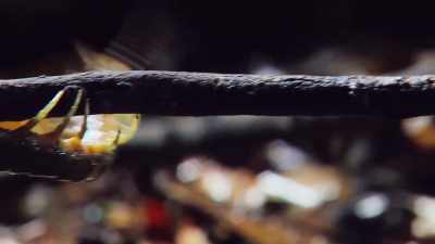 The word "centipede" means "100-footed," - Absurd Planet