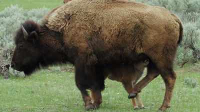 The work of nurturing
the next generation - Epic Yellowstone
