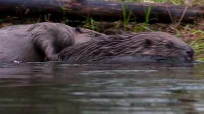The work of these beavers is remarkable, - Wild Nordic