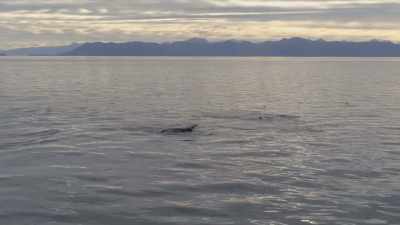"The world's humpbacks
fall into three groups." - Secrets of the Whales
