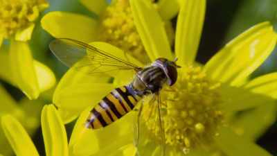 The yellow and black stripes
of this harmless hoverfly resemble - Attenborough's Life in Colour