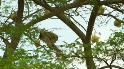 The young baboons' favourite game
is stealing their eggs. - Serengeti