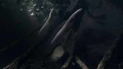 The young eels can climb
40-metre obstacles. - Modern Dinosaurs