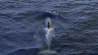 ''The young female
has passed a crucial test'' - Secrets of the Whales