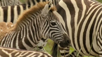 The young foal has only a 50% chance - A Year on Planet Earth