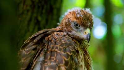 The young goshawk's vision
is already twice as good as ours. - Tiny World