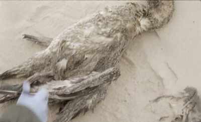The young man has
very dark wings - Geographies of Solitude
