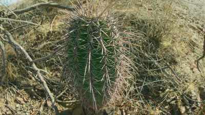 The young saguaro is protected
by the mesquite's branches. - The Green Planet