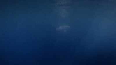 "The youngster makes it across..." - Secrets of the Whales
