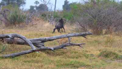 The zebra and the wildebeest
all formed a tight bunch, - In the Footsteps of Elephant