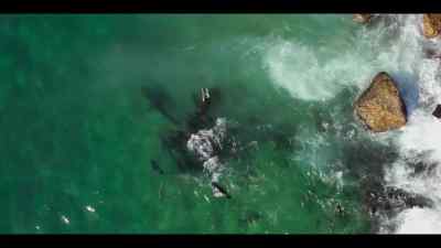 Their ability to act as one - Our Oceans