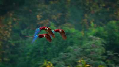 Their ability varies
from group to group, - Attenborough's Life in Colour