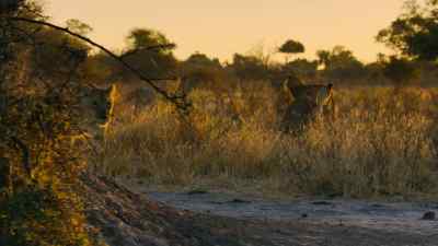 Their arch enemies,
The Breakaways, - Predators
